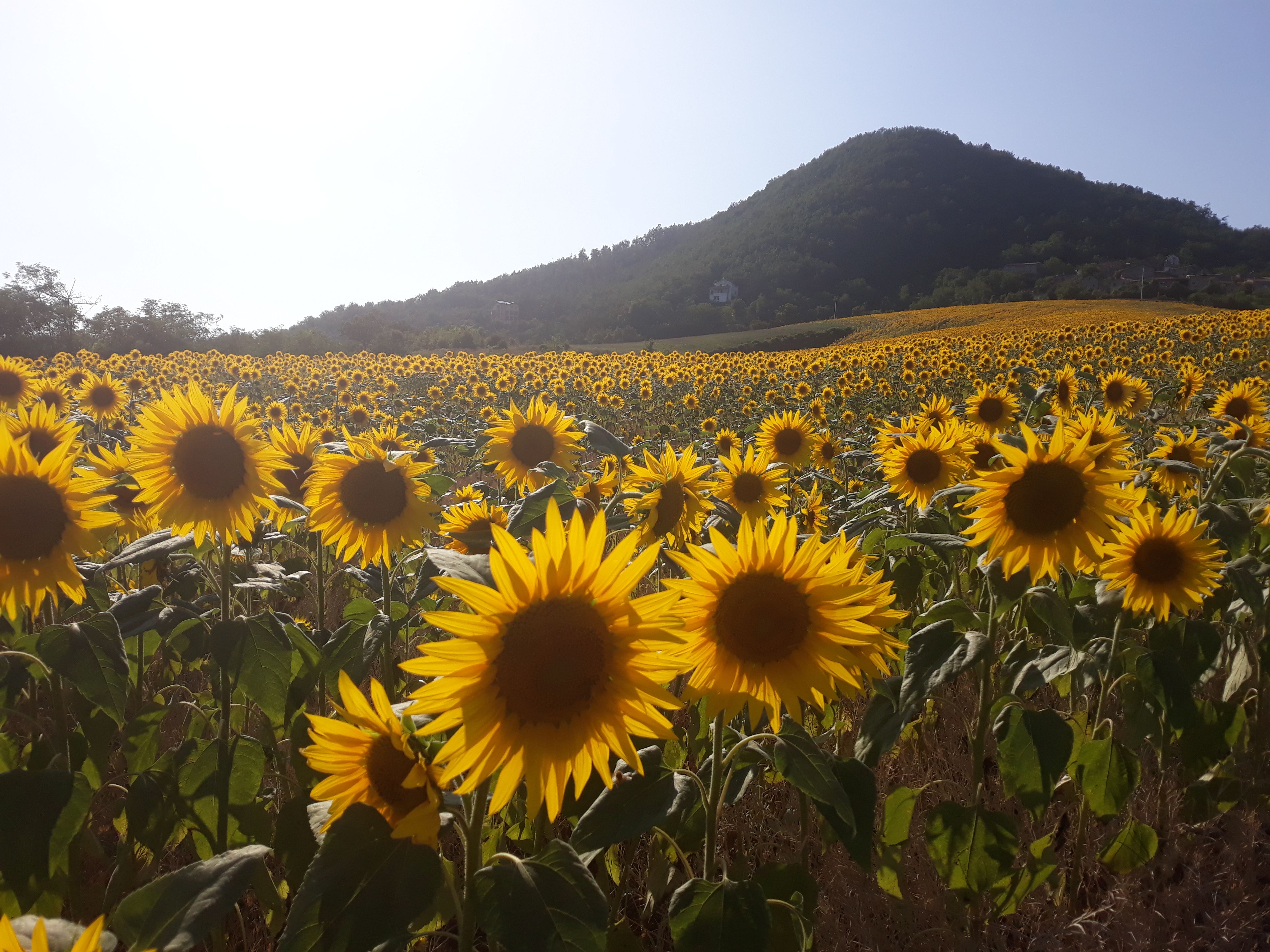 -Sunflowers in Montesanto